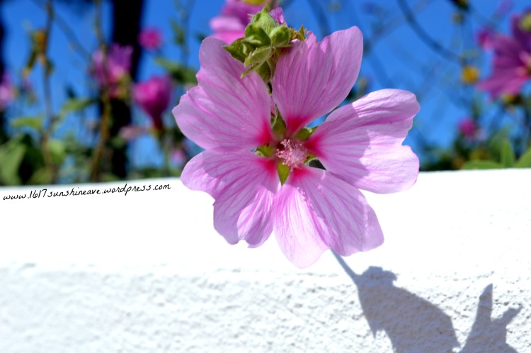flower picture shot photography île de ré france